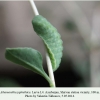 athamanthia japhethica larva4a